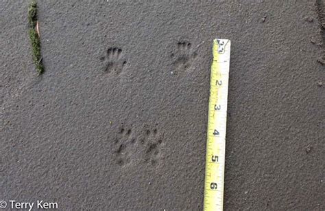 Gray Squirrel Tracks Wildlife Illinois