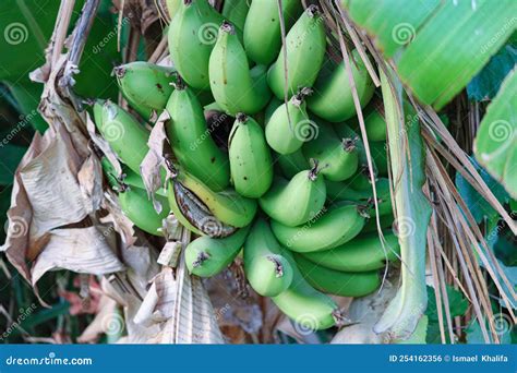 Green Banana Fruits On The Tree In A Banana Farm Near Luxor Stock Photo