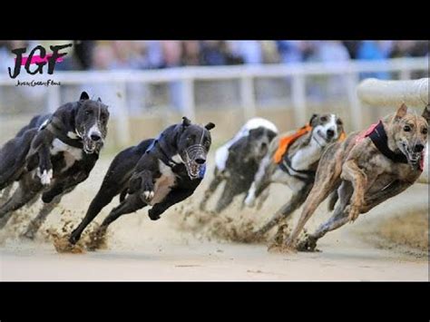 Greyhound Dog Racing Track Race 480M Greyhound Dog Racing Track Race 480M