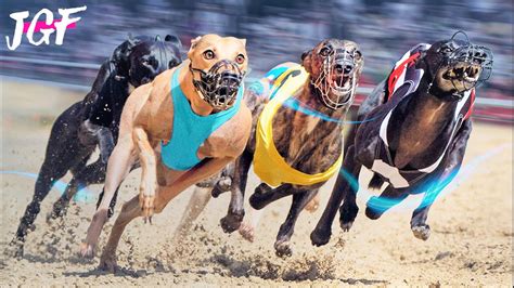 Greyhound Race Dog Racing Competition