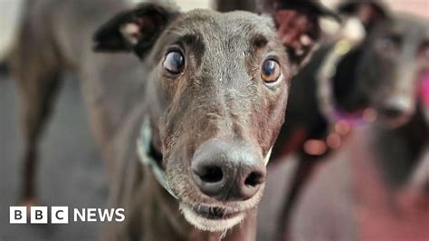 Greyhound Racing Increase In Wales Due To Streaming And Betting