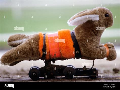 Greyhound Racing Rabbit