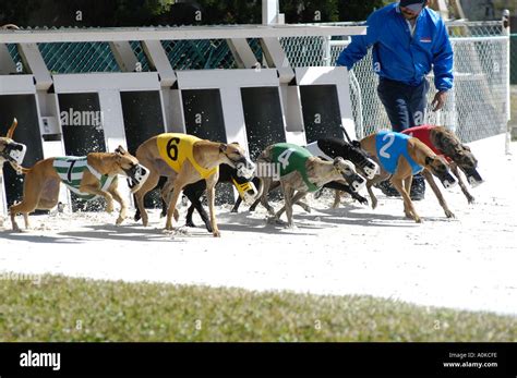 Greyhound Racing Wagering Betting On Dog Races Greyhound Racing Wagering Betting On Dog Races