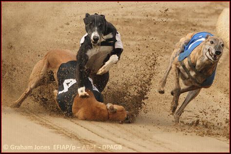 Greyhound Racing Why It S Cruel Caged Nationwide