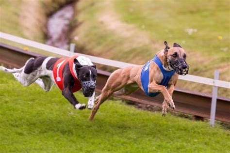 Greyhound Racing Will Face Outright Ban In New Zealand