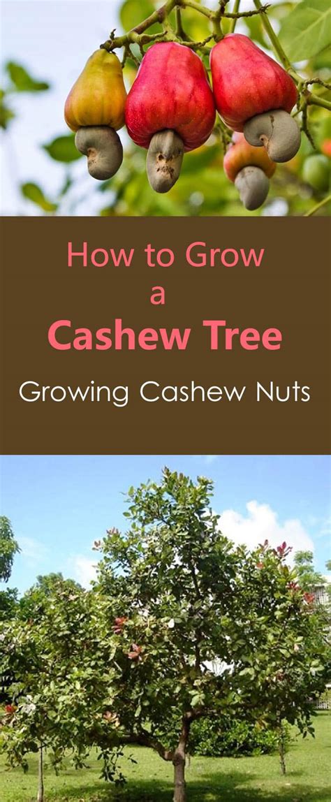 Growing Cashews How To Grow Cashew Trees Nuts And Apples
