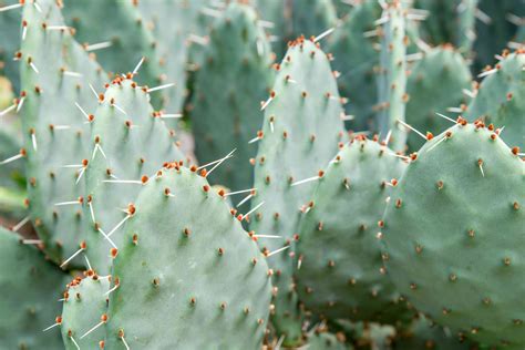 Growing The Prickly Pear Cactus Care Guide With Photos