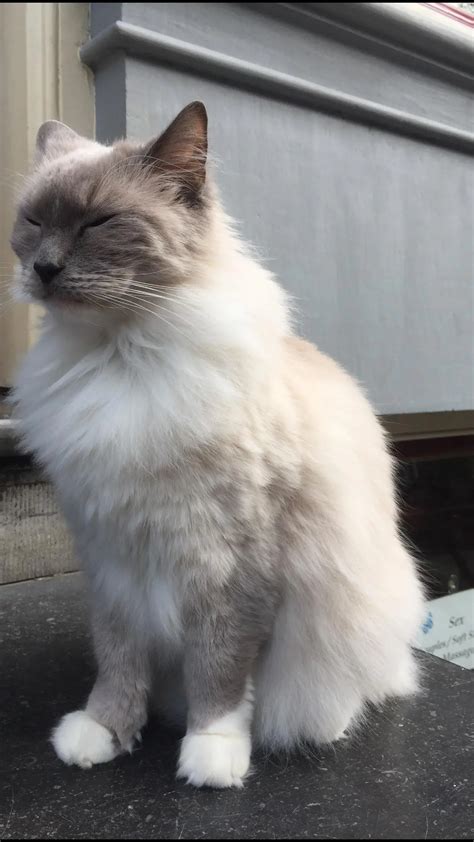 Happened Upon This Majestic Floof In Amsterdam Today Scrolller
