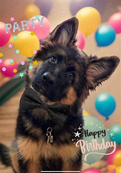 Happy Birthday German Shepherd