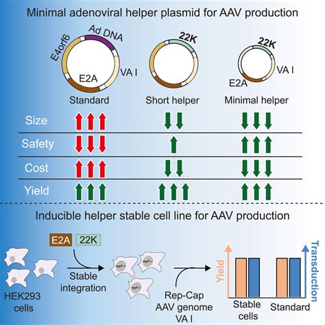 Hek293 Rfp Stable Cells