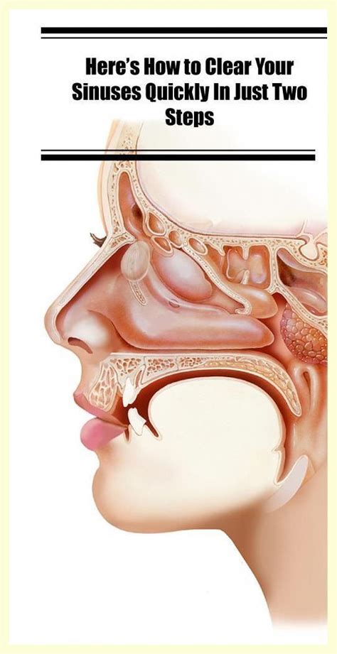 Here S How To Clear Your Sinuses Quickly In Just Two Steps