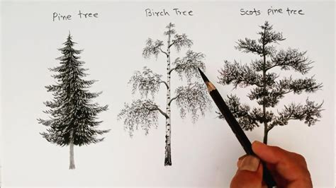 Mastering Hickeroy Tree Drawing With Quick, Bold Sketches