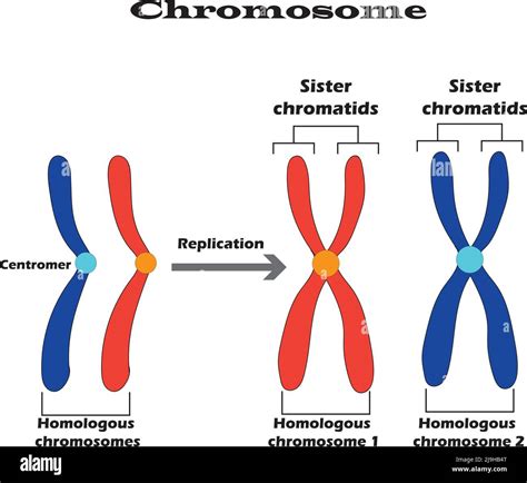 Homologous vs Sister Chromatids: Genetic Mystery Unveiled