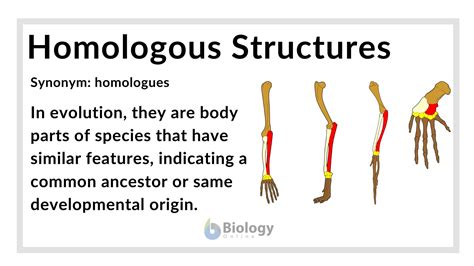 Homologous Structures Definition Biology Explained Simply