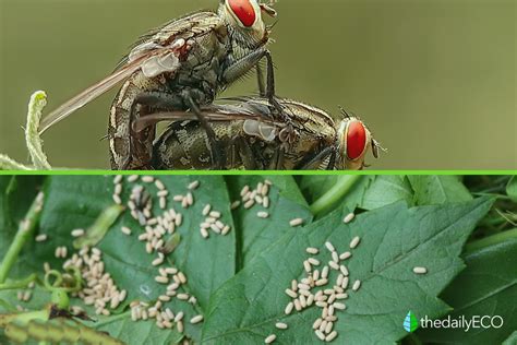 How Do Flies Reproduce Quickly Explained