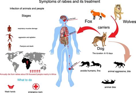 How Does Rabies Spread