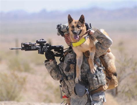How Military Dogs Are Trained Military