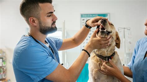 How Much Do Vets Earn Uk Salary Explained The Us Sun