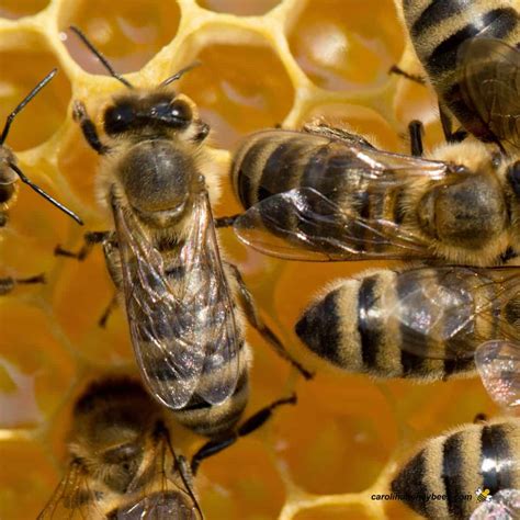 How Much Honey Does A Bee Make Carolina Honeybees