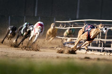 How Often Does A Greyhound Race
