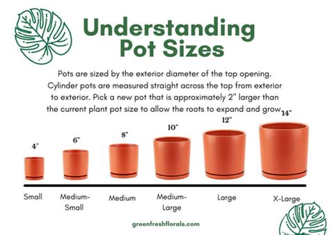How To Choose Your Pot Size Green Fresh Florals Plants