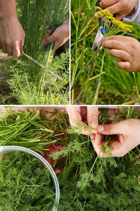 How To Cut Dill Harvesting And Chopping Peel With Zeal