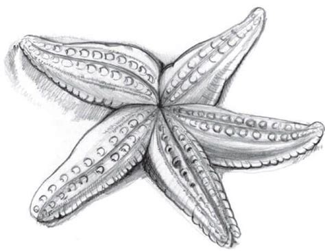 How To Draw A Starfish With A Pencil Step By Step Tutorial