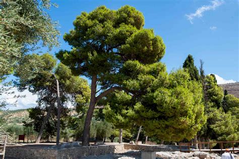 How To Grow And Care For Aleppo Pine
