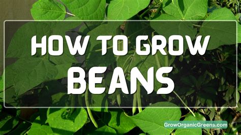 How To Grow Beans Grow Organic