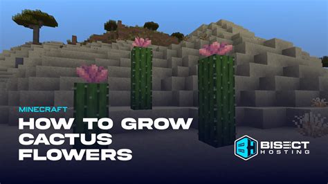 How To Grow Cactus Minecraft