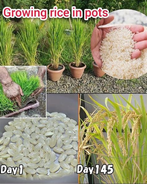 How To Grow Rice From Store Bought Brown Rice At Home In A Pot Full