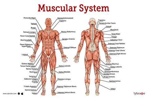 Human Body Muscles Anatomy System Human Body Anatomy Diagram And