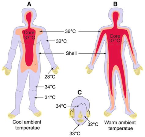 Human Body Temperature The Cold Hot Facts About Body Temperature