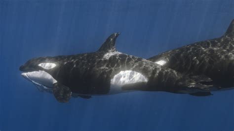 Hunting The World S Largest Fish Is No Problem For Killer Whales Npr Hunting The World S Largest Fish Is No Problem For Killer Whales Npr