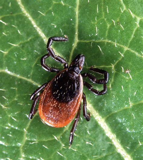 Images Of Deer Ticks