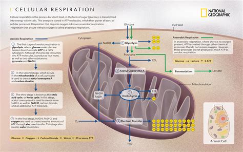 Unveiling Cellular Respiration: The Organelle Behind Energy Production