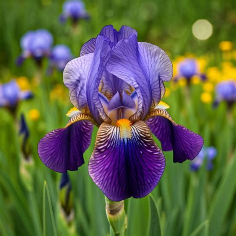 The Secret Beauty of Rare Irises: A Gardener's Guide