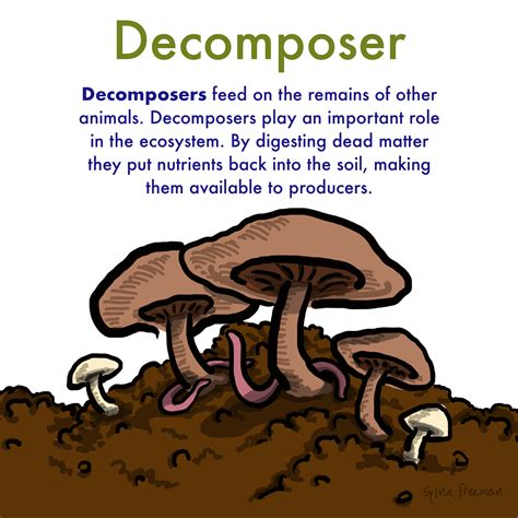 Is a Mushroom a Decomposer? Uncover the Truth