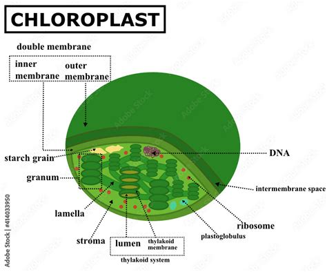 Is Chloroplast In Algae: The Green Factory Inside Cells
