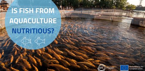 Is Farmed Fish From Aquaculture A Healthy Source Of Protein Eit Food