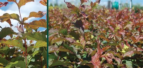 Jewel Bush Honeysuckle Johnson S Nursery Kb
