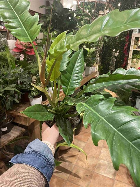 Jungle Boogie Philodendron Lichtenfelt S