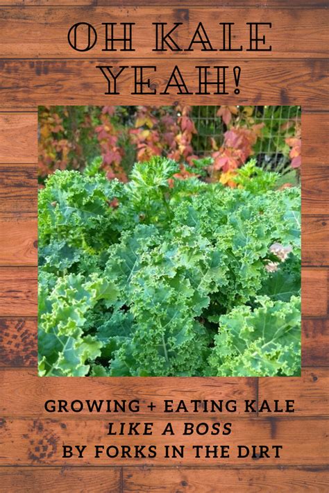 Kale Yeah Forks In The Dirt