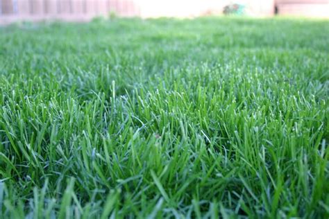 Kentucky Bluegrass