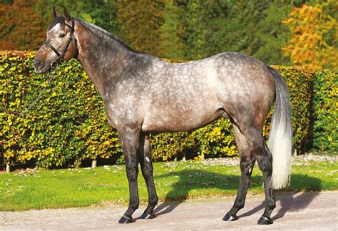 Kingston Hill Thoroughbred Stallion Guide Kingston Hill Thoroughbred Stallion Guide