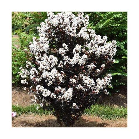 Lagerstroemia Indica Amp 39 Black Solitaire Blush Amp 39