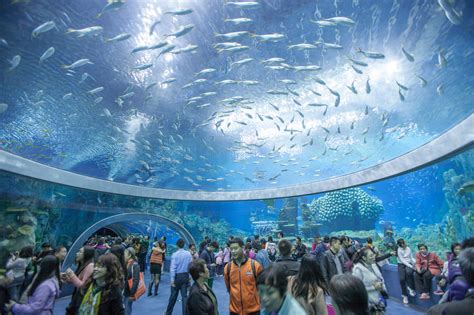 Largest Aquarium On Earth Opens In China