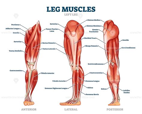 Ultimate Leg Muscles Diagram for Fitness Enthusiasts