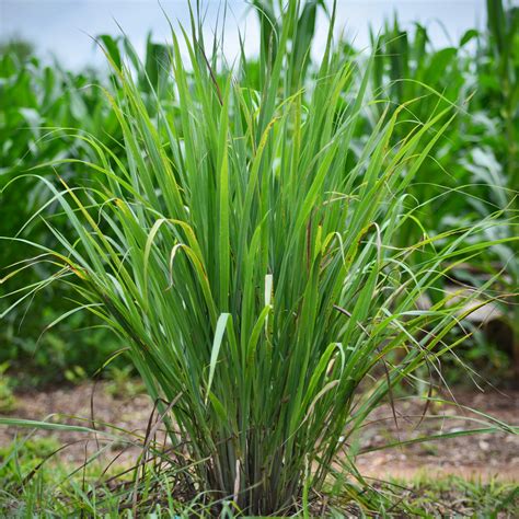 Lemon Grass