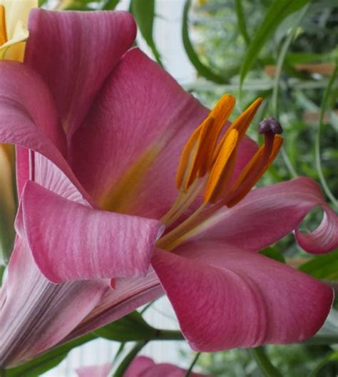 Lily Pink Perfection John Scheepers Beauty From Bulbs